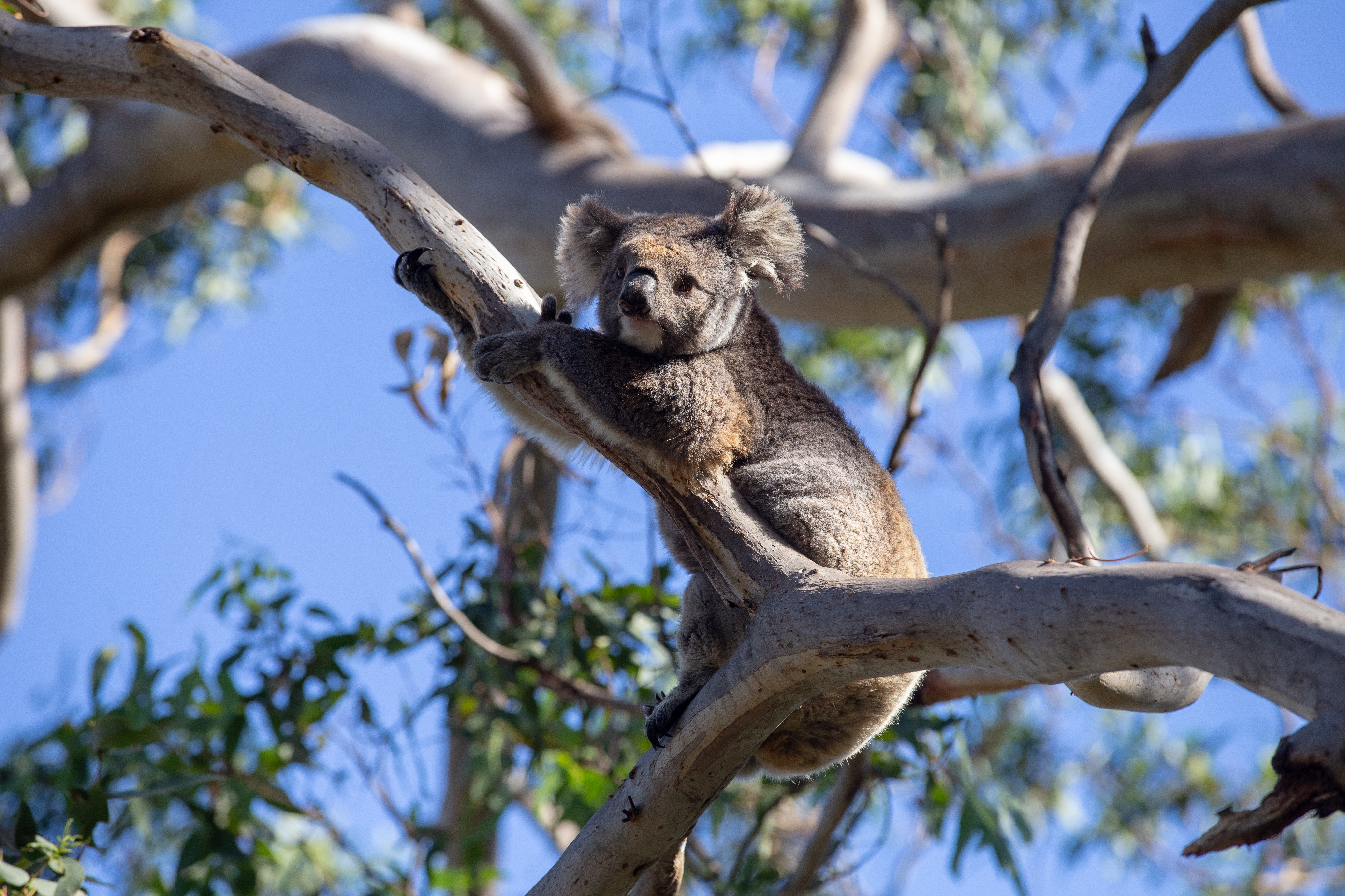 Australija uskoro dobija nacionalni park koala