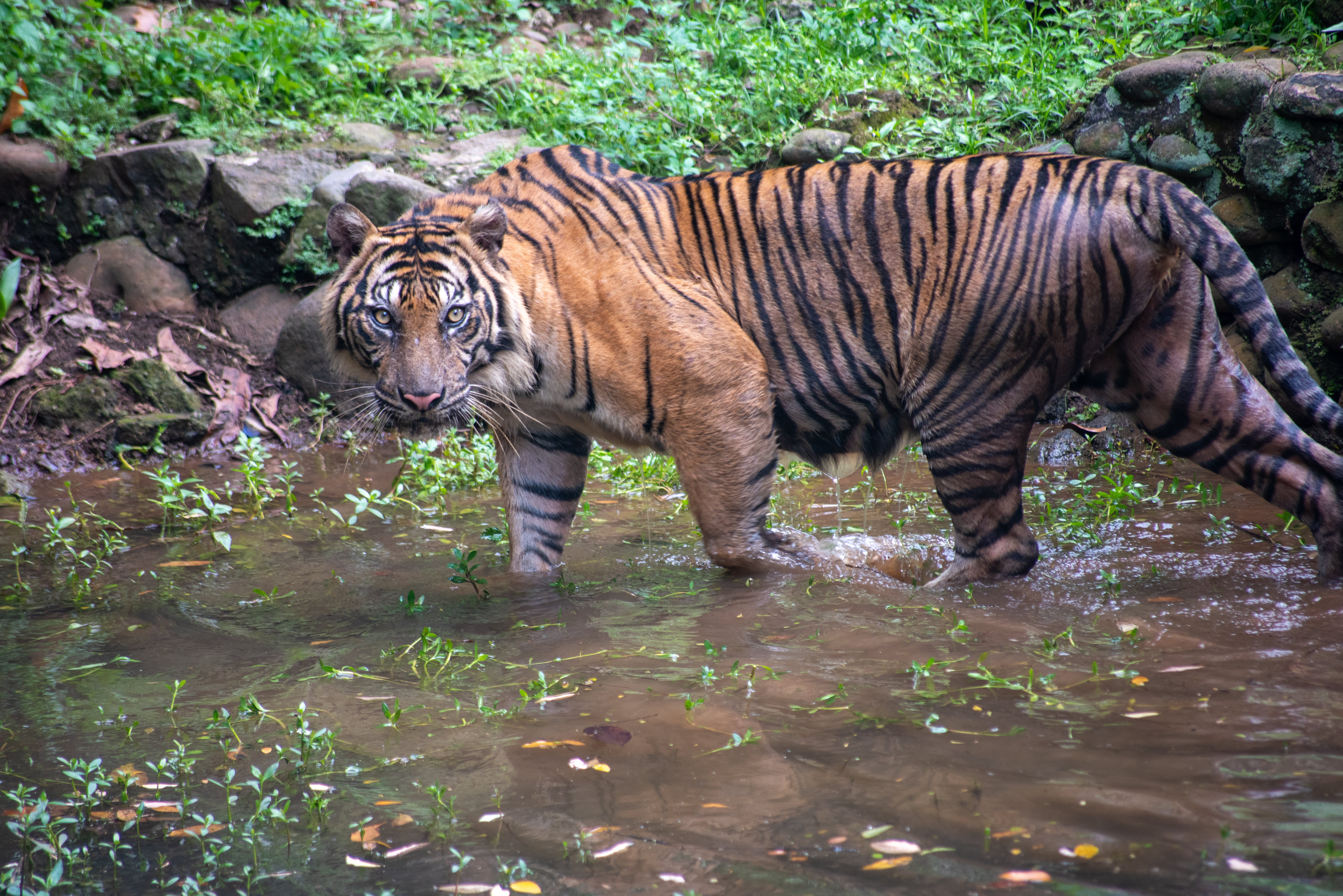Tigar sa Sumatre ugružen zbog fragmentacije staništa