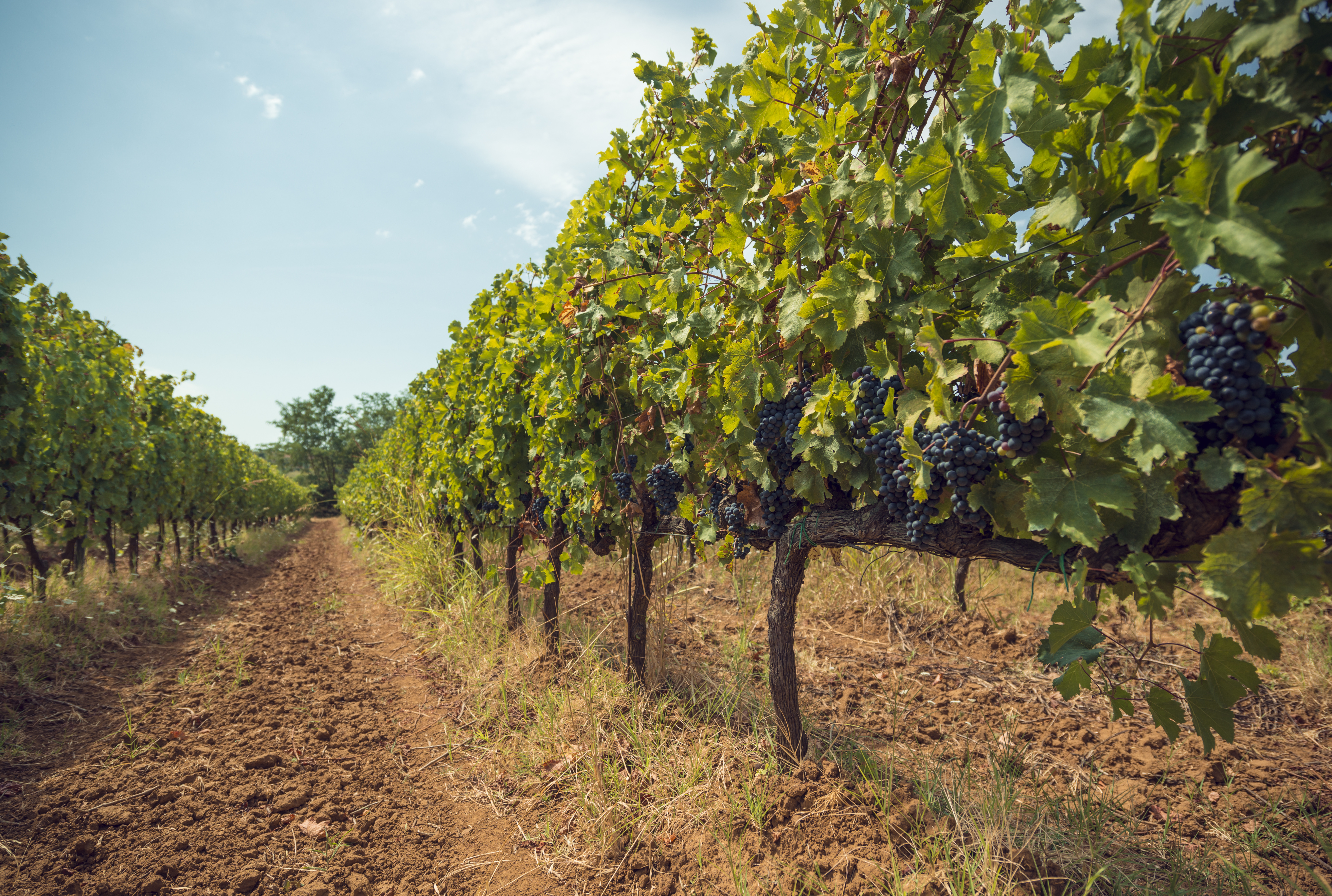 Kako vinogradstvo prilagoditi ekstremnim temperaturama