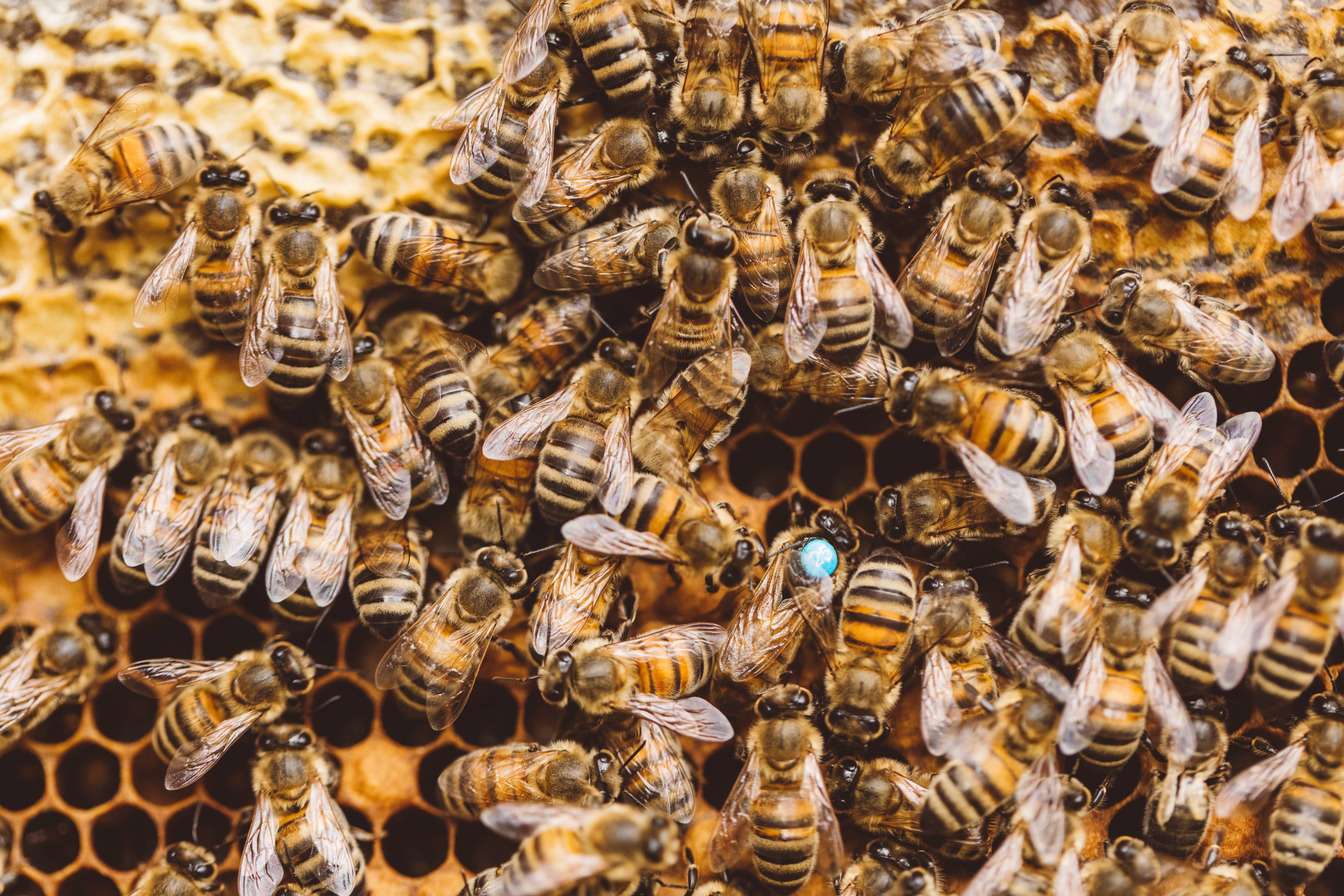 Pčele matice od pesticida štiti sebe, ali ne i potomstvo